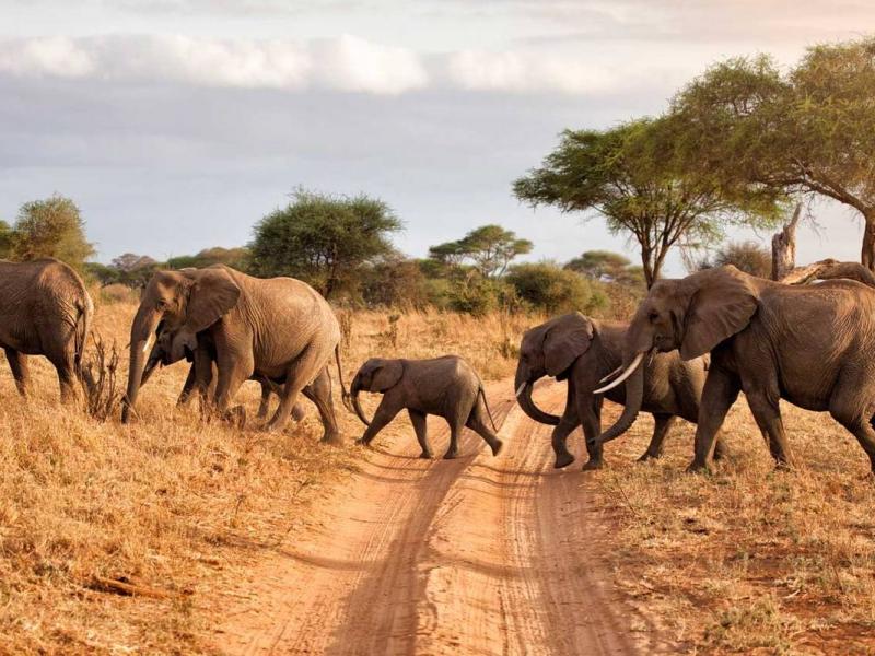  Safari to Tsavo East in Kenya: the safari to start