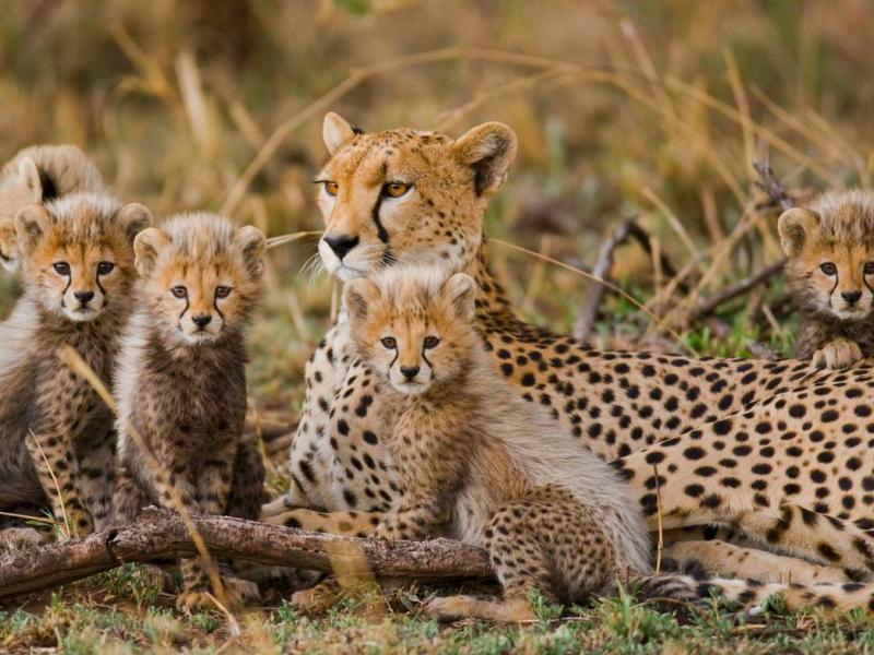  Safari to Tsavo East in Kenya: the safari to start