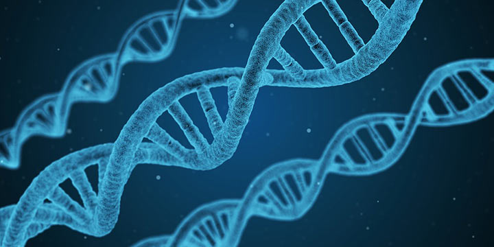 ГМО є причиною генетичних захворювань і змін на рівні ДНК